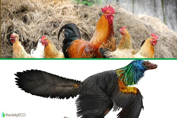Is a Chicken a Dinosaur?