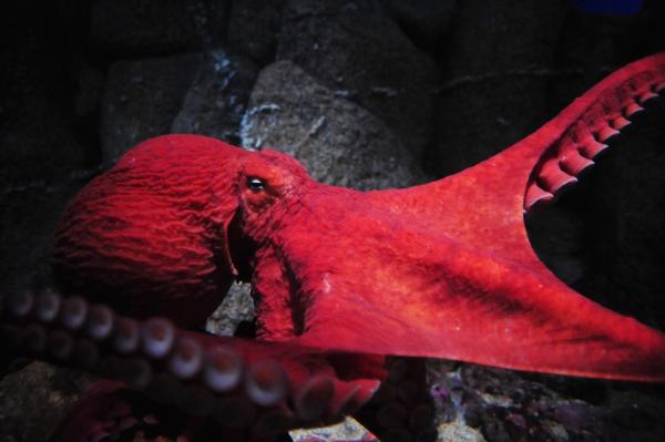 Is an Octopus a Mollusk?