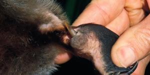 Is Platypus Venom Dangerous to Humans?