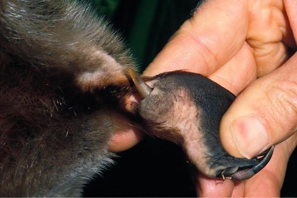 Is Platypus Venom Dangerous to Humans?