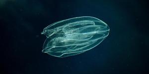 Is the Comb Jelly the First Animal on Earth?