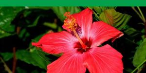 Is the Hibiscus a Perennial Plant?