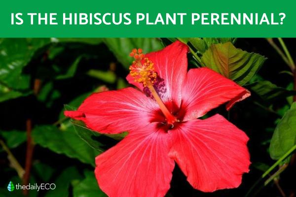 Is the Hibiscus a Perennial Plant?