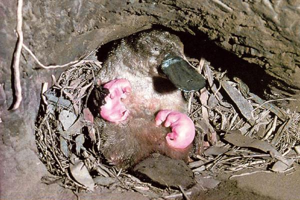 Is the Platypus a Mammal or a Bird? - Is the platypus a mammal or a bird?