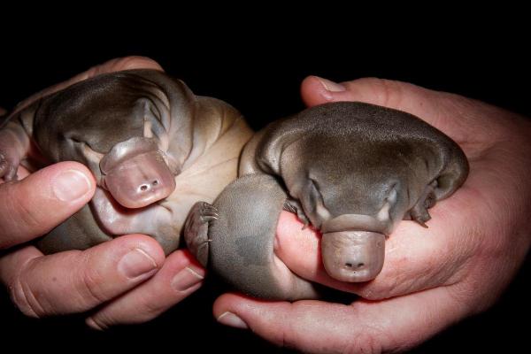 Is the Platypus a Mammal or a Bird?