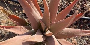 Is Your Aloe Vera Sick? - Causes and Solutions