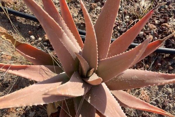 Is Your Aloe Vera Sick? - Causes and Solutions