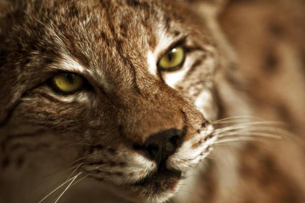 Iberian Lynx Facts - It belongs to the Lynx genus