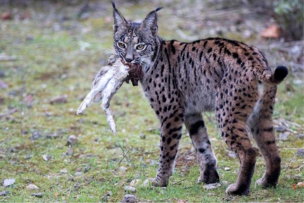 Iberian Lynx Facts - It depends on rabbits for food