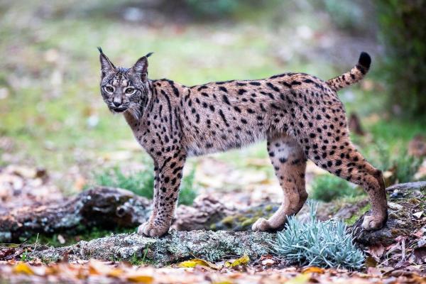 Iberian Lynx Facts - It is the treasure of Spain