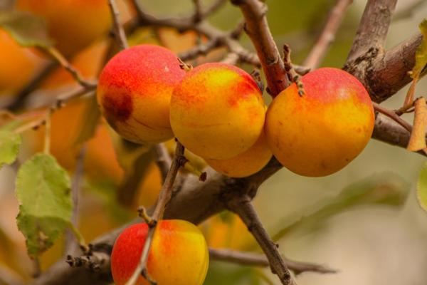 Plum Varieties - Different Kinds of Plums - Italian plum (Prunus cocomilia)