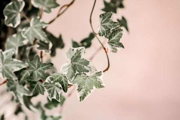 The Best Partial-Shade Plants - Ivy