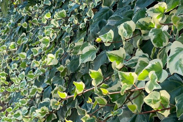 Perennial Flowering Vines - Floral Vine Types - Ivy (Hedera spp.)
