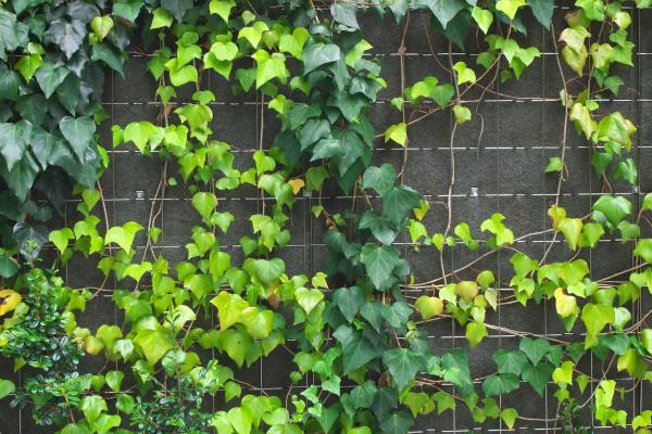 What Are the Best Climbing Plants for Outdoor Spaces? - Ivy (Hedera spp.)