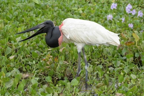 Types of Wading Birds - Jabiru (Jabiru mycteria)