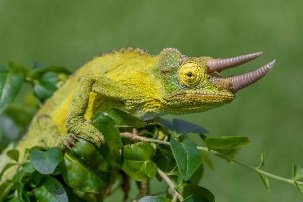 Different Types of Chameleons - Jackson's Chameleon