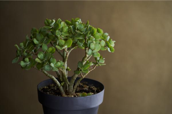 Large and Hardy Indoor Plants - Jade plant (Crassula ovata)