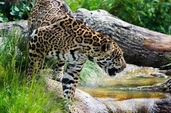 Endangered Wild Animals in Ecuador - Jaguar (Panthera onca)