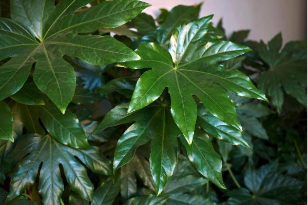 Large and Hardy Indoor Plants - Japanese aralia (Fatsia japonica)