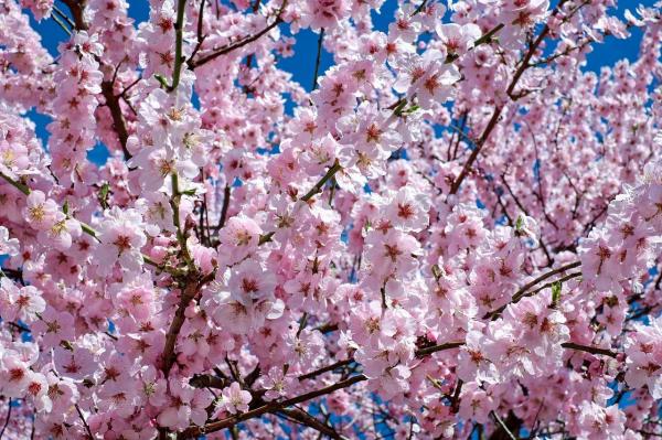 Types of Cherry Trees - Cherry Tree Varieties - Japanese cherry (Prunus serrulata)