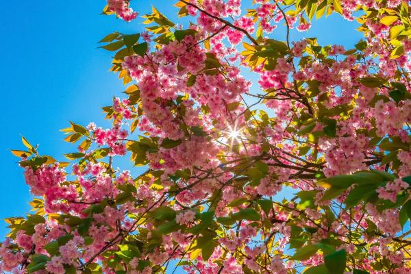 Fruit Trees That Have Pink Flowers - Japanese cherry (Prunus serrulata)