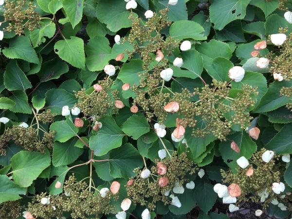 What Are the Different Types of Hydrangeas? - Japanese climbing-hydrangea (Hydrangea anomala)