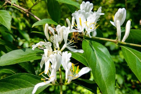 Best Climbing Plants with Flowers - Japanese honeysuckle (Lonicera japonica)
