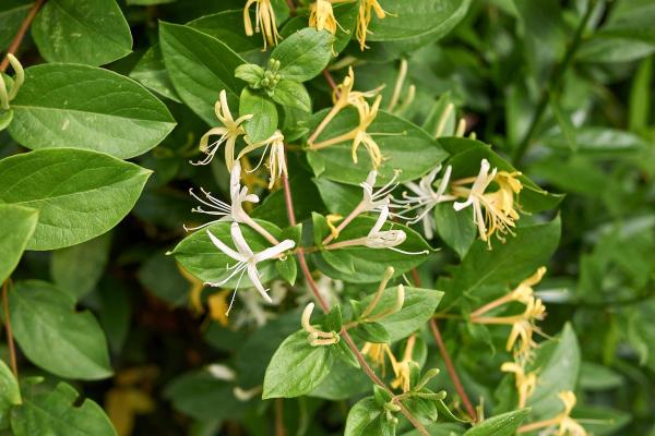 What Are the Best Climbing Plants for Outdoor Spaces? - Japanese Honeysuckle (Lonicera japonica)