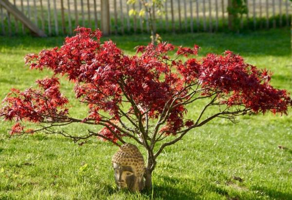Winter Outdoor Plants for Pots - Japanese maple