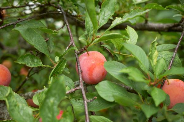 Plum Varieties - Different Kinds of Plums - Japanese plum (Prunus salicina)
