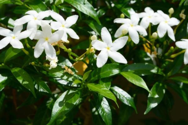 White Flower Plants for the Garden - Jasmine (Jasminum)