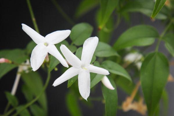 Plants That Repel Mosquitoes - Jasmine (Jasminum officinale)