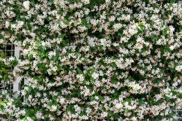 What Are the Best Climbing Plants for Outdoor Spaces? - Jasmine (Jasminum spp.)