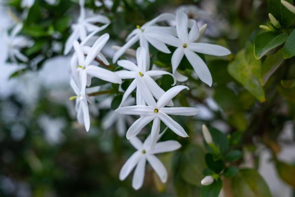What Are Perennial Plants? - Jasmine (Jasminum spp.)