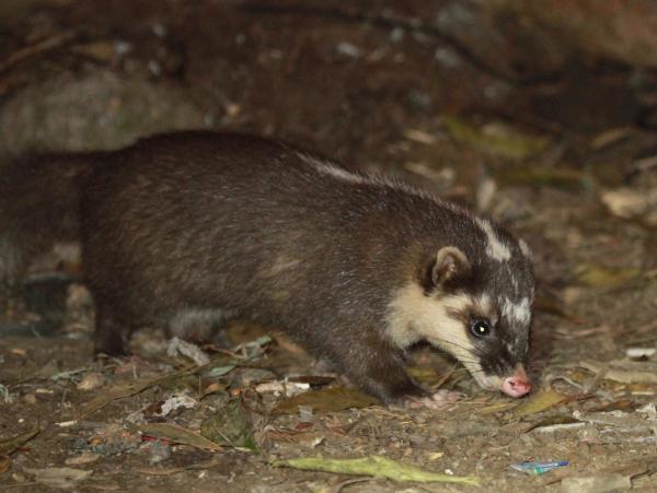 Different Types of Badgers - Javan ferret-badger (Melogale orientalis)