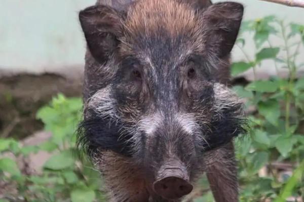 Different Types of Wild Pigs - Javan warty pig