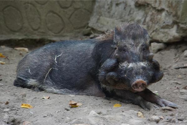 Different Types of Swine Species - Javan warty pig (Sus verrucosus)