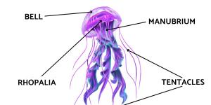Jellyfish Anatomy - Parts of a Jellyfish