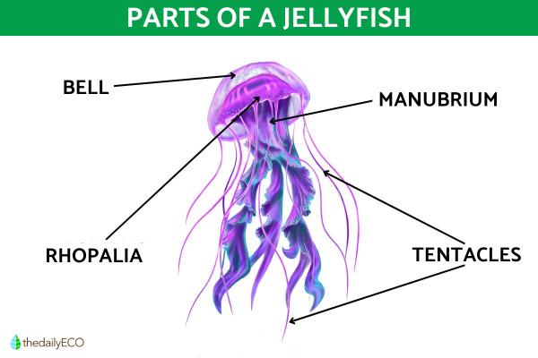 Jellyfish Anatomy - Parts of a Jellyfish