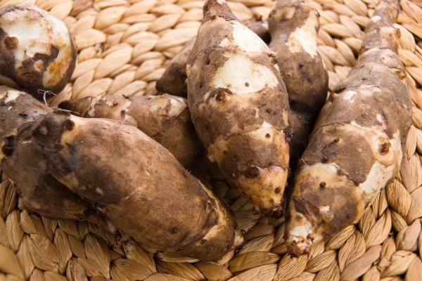 What Are Tubers in Plants? - Jerusalem artichoke (Helianthus tuberosus)