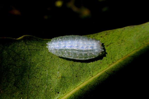 Different Types of Caterpillars - Jewel caterpillar moth (Acraga coa)