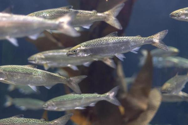 How Do Fish Grow? - Fish Life Cycle - Juvenile stage
