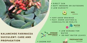 Kalanchoe Farinacea - Care and Propagation