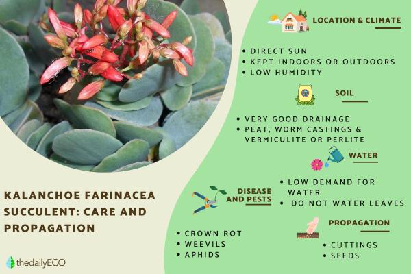 Kalanchoe Farinacea - Care and Propagation
