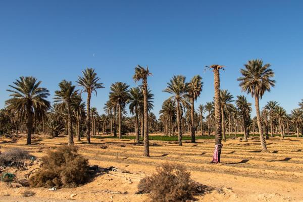 Where on Earth Is the Hottest? - Kebili, Tunisia