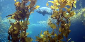 Kelp Forest Plants and Animals
