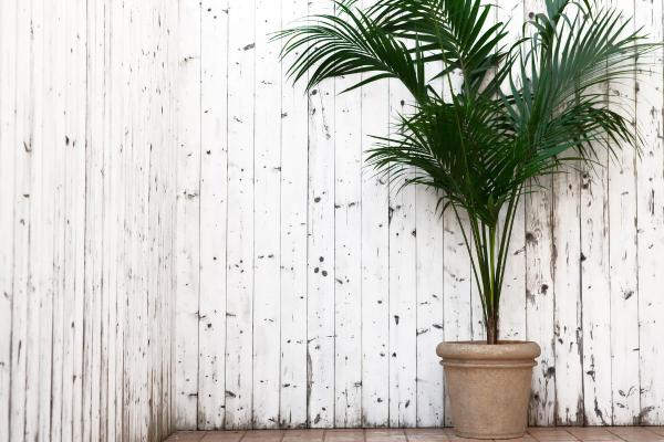 Large and Hardy Indoor Plants - Kentia Palm (Howea forsteriana)