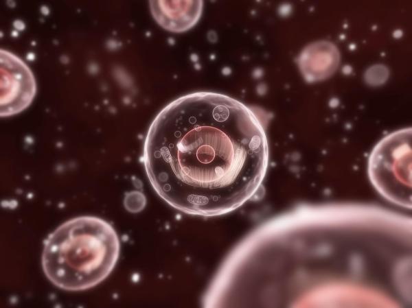 What Are Lysosomes? - Definition and Functions - Key characteristics of lysosomes