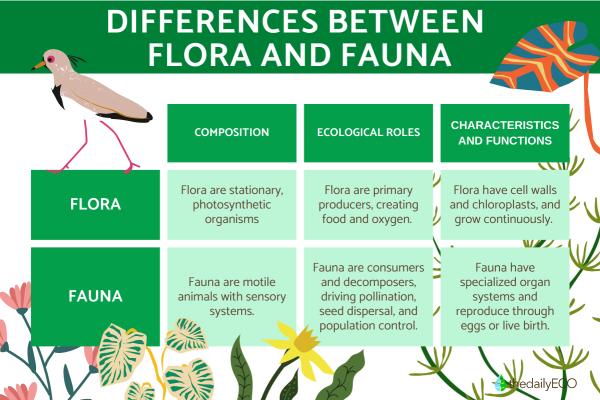 What Is the Meaning of Flora and Fauna? - Key differences between flora and fauna