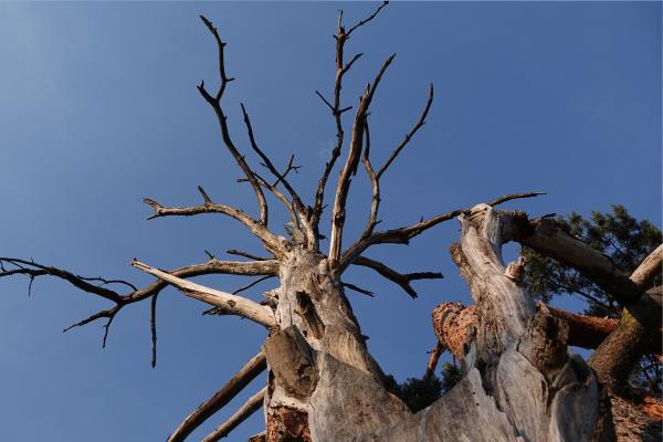 How Do You Tell if a Tree Is Fully Dead? - Key signs a tree might be dead